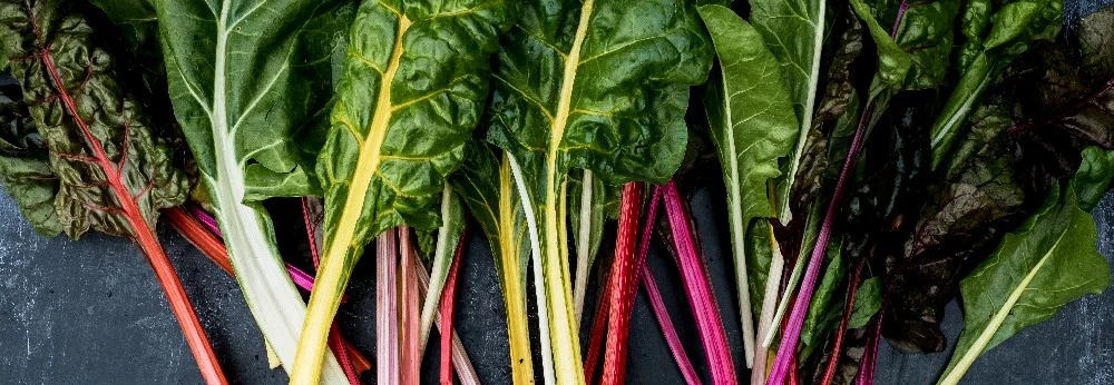 Bunte Mangold Stiele